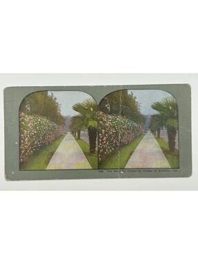 Antique Stereoview 1262 Flowering Hedges Berkeley California Palms  L-1